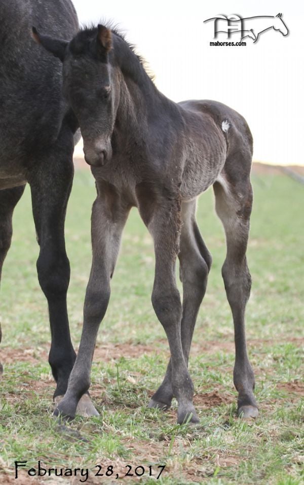 ZHancocks Blue Bonnet's 2017 Roan Colt RIP sweet boy